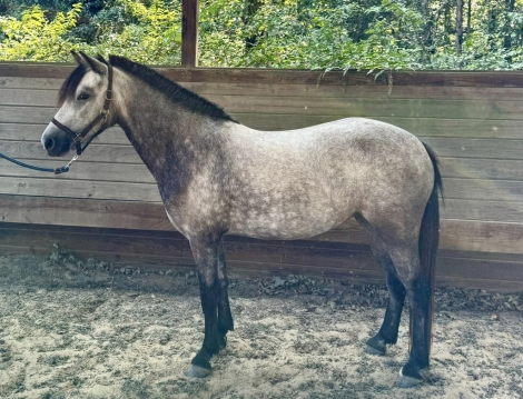 HorseID: 2281900 Silver Lining aka Sigi - PhotoID: 1057306