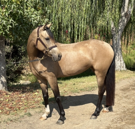 HorseID: 2281912 Briteside Portia - PhotoID: 1056915