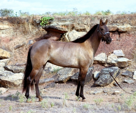 HorseID: 2281913 Dashin In The Bluegrass - PhotoID: 1056916