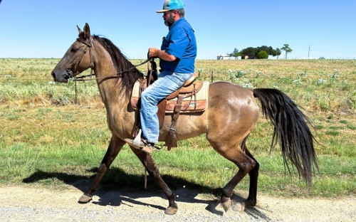 HorseID: 2281913 Dashin In The Bluegrass - PhotoID: 1056918