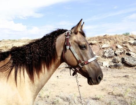 HorseID: 2281913 Dashin In The Bluegrass - PhotoID: 1056919