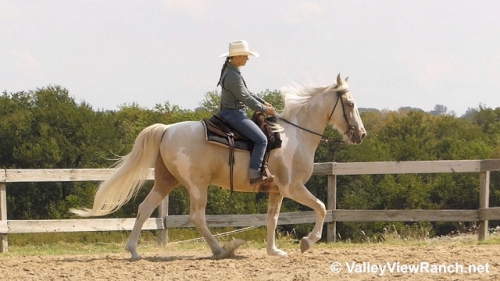 HorseID: 2281916 Sure Gold Chance - PhotoID: 1056926