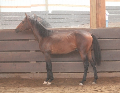 HorseID: 2281919 Diamond Django - PhotoID: 1056933