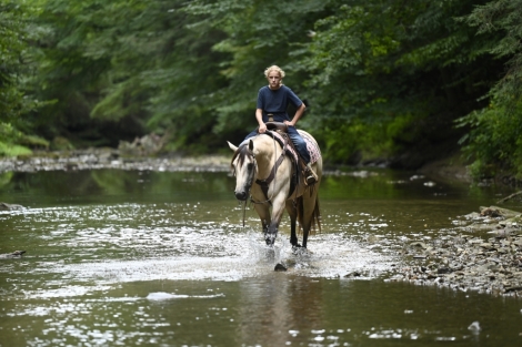 HorseID: 2281951 Diamonds On The Rox - PhotoID: 1056977