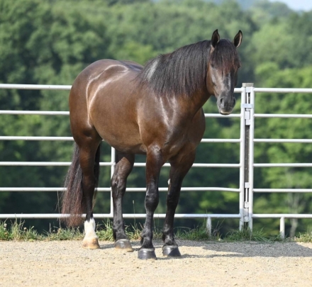 HorseID: 2281961 Tux - PhotoID: 1057015