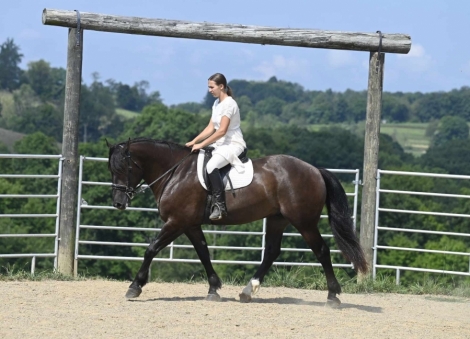 HorseID: 2281961 Tux - PhotoID: 1057016