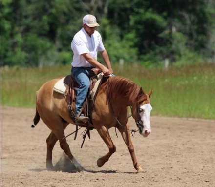 HorseID: 2281965 SMOKING COMMAND - PhotoID: 1057005