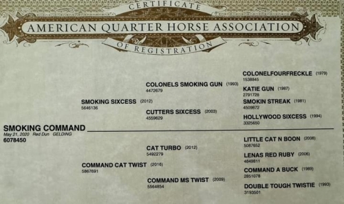 HorseID: 2281965 SMOKING COMMAND - PhotoID: 1057006