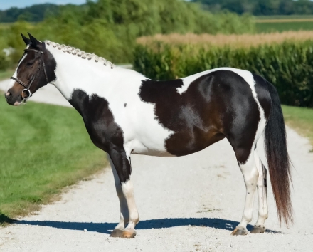 HorseID: 2281968 Alita - PhotoID: 1057021