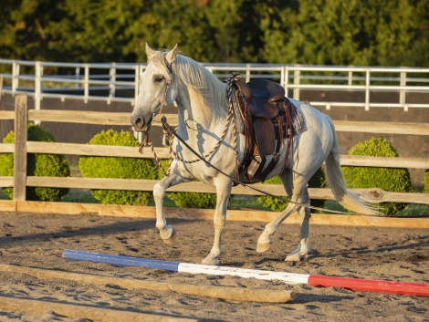 HorseID: 2281972 W Winds Tesoro - PhotoID: 1057028