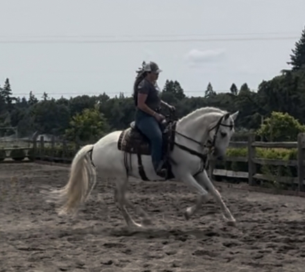 HorseID: 2281972 W Winds Tesoro - PhotoID: 1057029