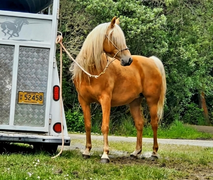 HorseID: 2281981 PEARL - PhotoID: 1057122