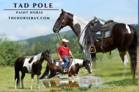 HorseID: 2282005 Tad Pole - PhotoID: 1057047