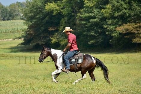 HorseID: 2282005 Tad Pole - PhotoID: 1057049