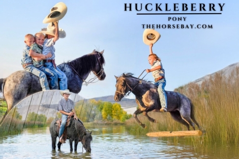 HorseID: 2282007 Huckleberry - PhotoID: 1057052