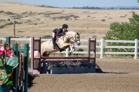 HorseID: 2282010 Ldybug Everybody Knows - PhotoID: 1057058