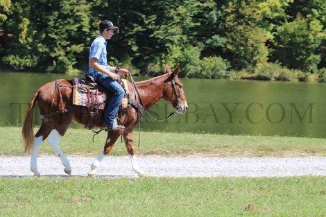 HorseID: 2282012 Ronald - PhotoID: 1057069