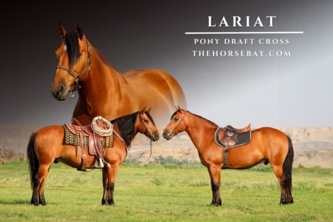 HorseID: 2282016 Lariat - PhotoID: 1057075