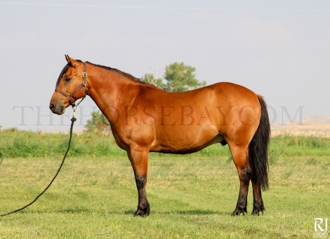 HorseID: 2282016 Lariat - PhotoID: 1057076