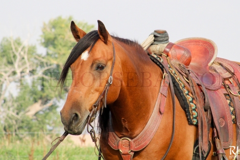 HorseID: 2282016 Lariat - PhotoID: 1057077