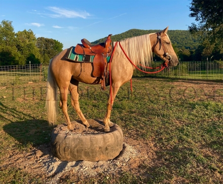 HorseID: 2282018 Hollywood’s Ally Cat - PhotoID: 1057083