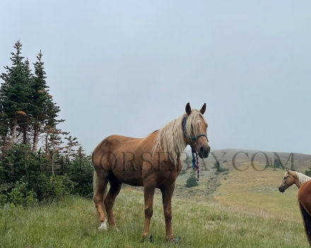 HorseID: 2282021 Gallivant - PhotoID: 1057088