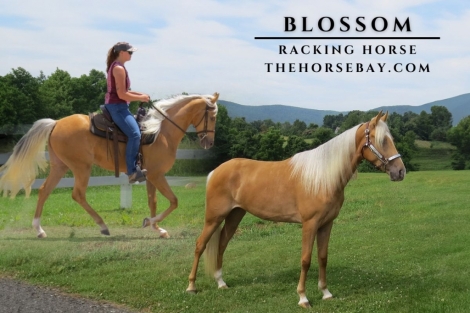 HorseID: 2282023 Blossom - PhotoID: 1057096