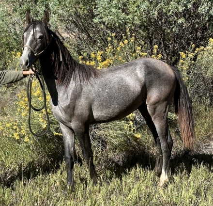 HorseID: 2282028 Jaunito Viento - PhotoID: 1057102