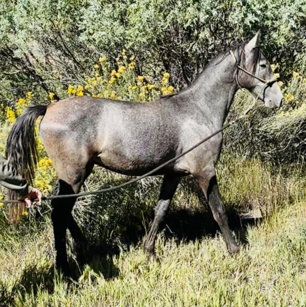 HorseID: 2282028 Jaunito Viento - PhotoID: 1057103