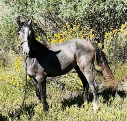 HorseID: 2282028 Jaunito Viento - PhotoID: 1057104