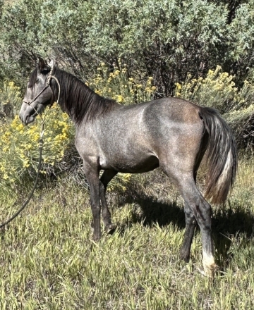 HorseID: 2282028 Jaunito Viento - PhotoID: 1057105