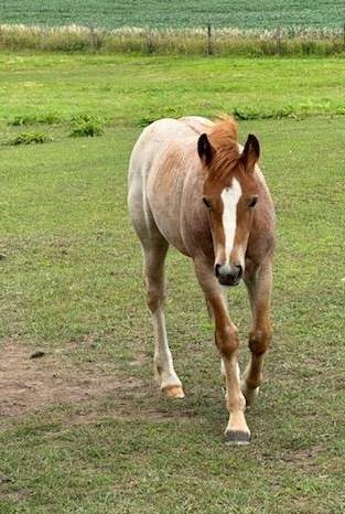 HorseID: 2282032 Gypsy cross filly - PhotoID: 1057115