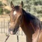 HorseID: 2282085 Aspen - PhotoID: 1057173