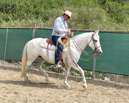 HorseID: 2282089 CALIA CDV - PhotoID: 1057221