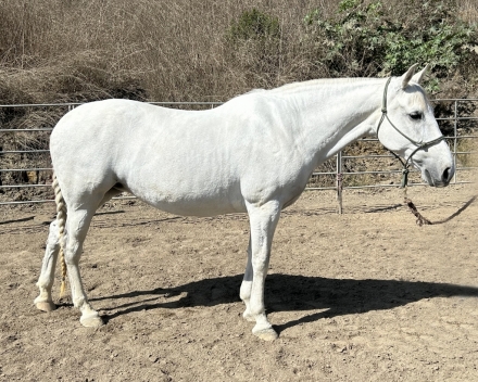 HorseID: 2282089 CALIA CDV - PhotoID: 1057222