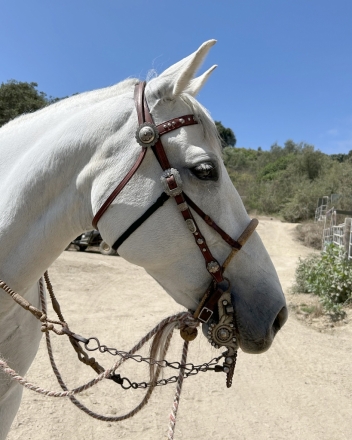 HorseID: 2282089 CALIA CDV - PhotoID: 1057223