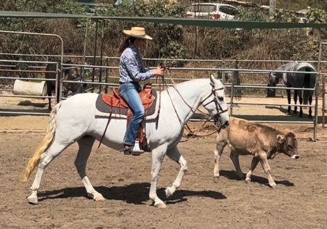 HorseID: 2282089 CALIA CDV - PhotoID: 1057224