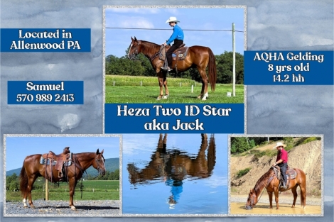 HorseID: 2282090 Heza Two ID Star - PhotoID: 1057177