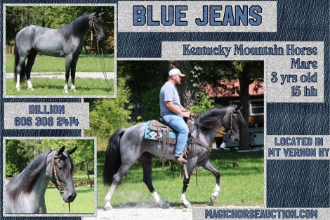 HorseID: 2282092 Blue Jeans - PhotoID: 1057178