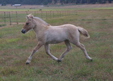 HorseID: 2282095 Bristol Bay - PhotoID: 1057295