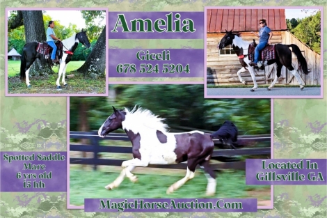 HorseID: 2282104 Amelia - PhotoID: 1057189