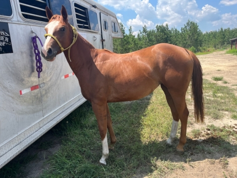 HorseID: 2282105 Scottish St Cougar - PhotoID: 1057190