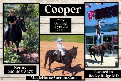 HorseID: 2282107 Cooper - PhotoID: 1057194