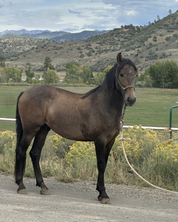 HorseID: 2282169 Ricardo Viento - PhotoID: 1066757