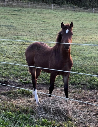 HorseID: 2282178 Fenyo Fear Dun Runnin - PhotoID: 1057266