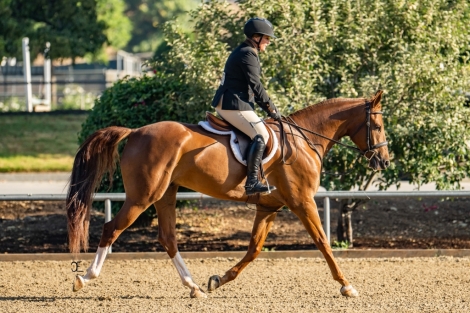 HorseID: 2282189 Ballarino VCF - PhotoID: 1057277