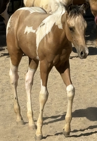 HorseID: 2282195 Kenos Hollywood Star - PhotoID: 1057282