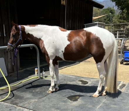 HorseID: 2282195 Kenos Hollywood Star - PhotoID: 1057285