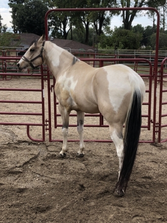 HorseID: 2282195 Kenos Hollywood Star - PhotoID: 1057286