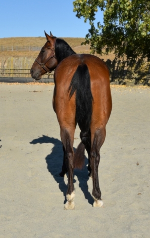 HorseID: 2282223 King of my heart - PhotoID: 1057387